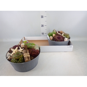 Arr.  Sempervivum L%