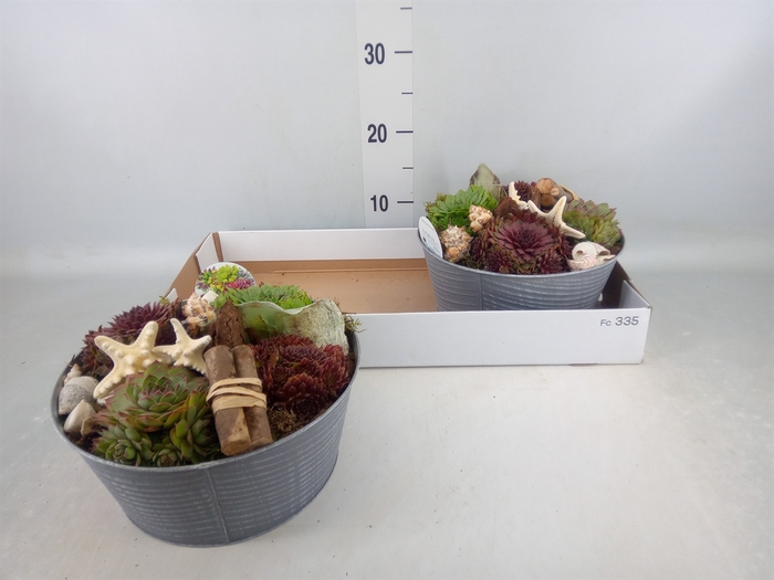<h4>Arr.  Sempervivum L%</h4>