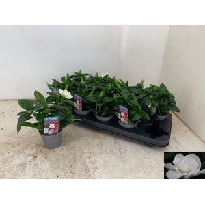 GARDENIA JASMINOIDES