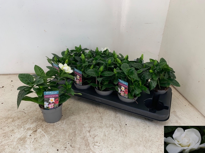 <h4>GARDENIA JASMINOIDES</h4>