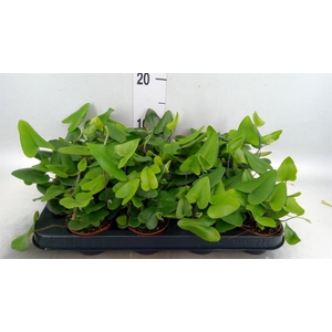 Hemionitis arifolia