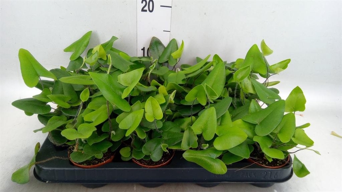 <h4>Hemionitis arifolia</h4>