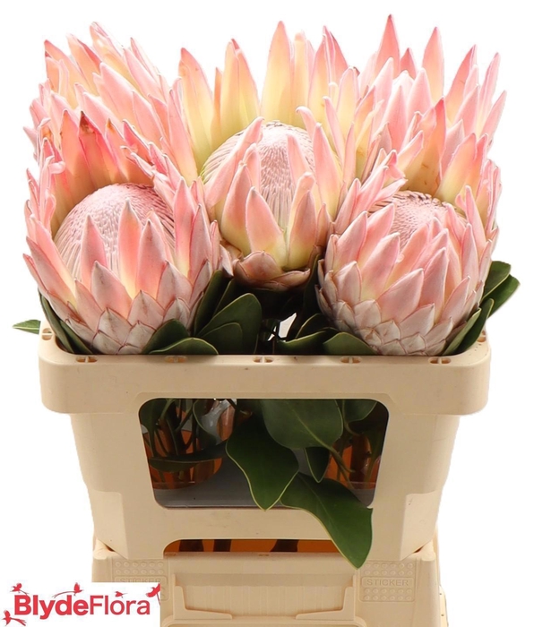 <h4>PROTEA CYNAROIDES</h4>