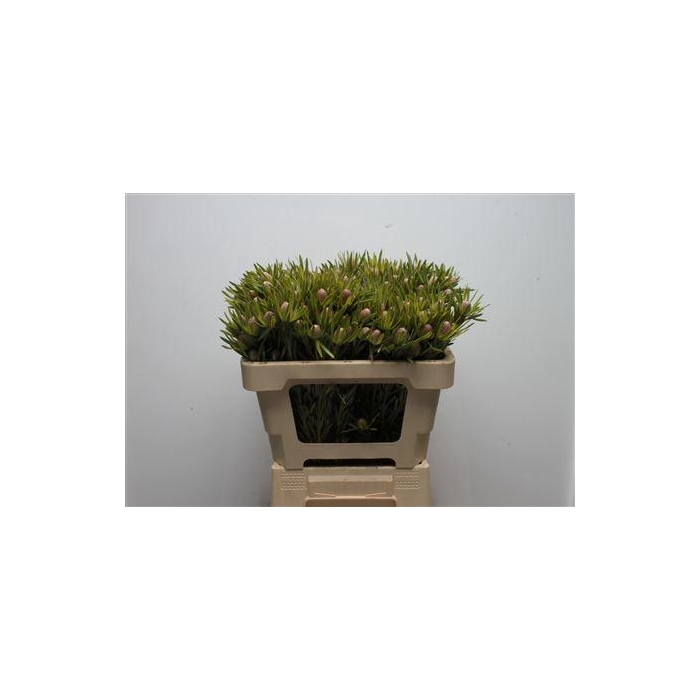 <h4>Kaaps Lime Green</h4>