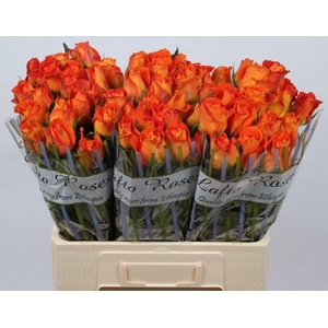 R GR KINGSDAY+