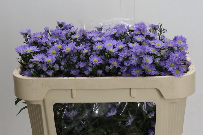 <h4>Aster Cassandra</h4>