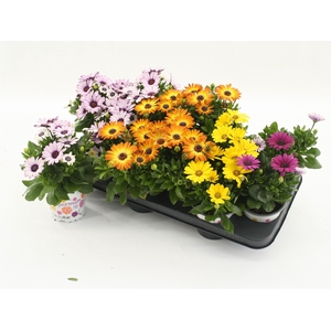 OSTEOSPERMUM   ...MIX OSTEOSPERMUM
