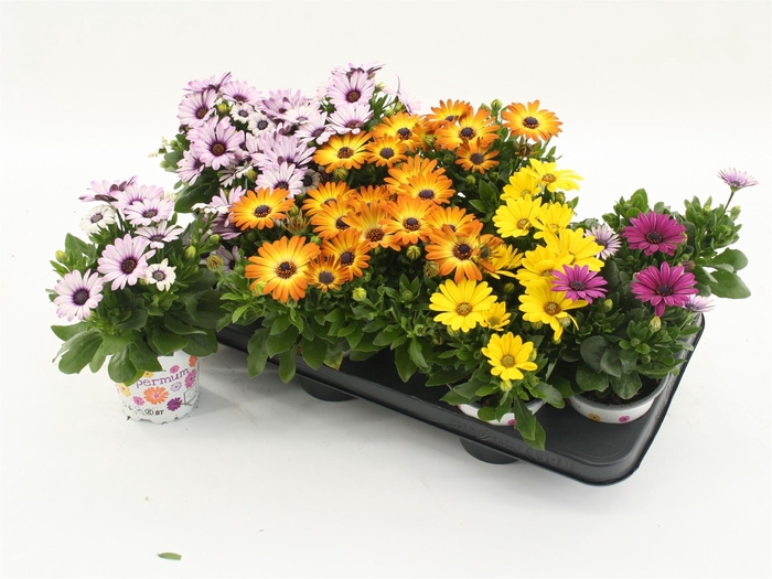 <h4>OSTEOSPERMUM   ...MIX OSTEOSPERMUM</h4>