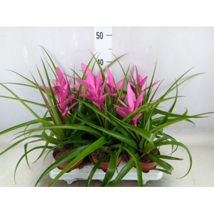 Tillandsia  'Antonio'