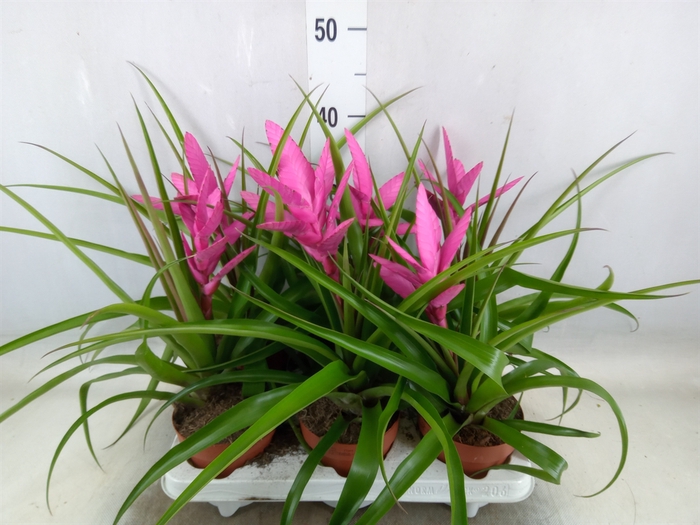 <h4>Tillandsia  'Antonio'</h4>