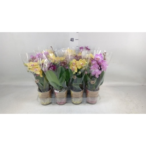 Phalaenopsis   ...mix