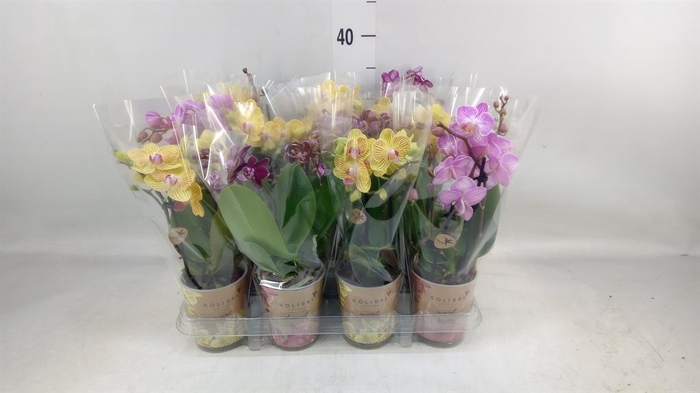 <h4>Phalaenopsis ...mix</h4>