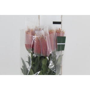 ANASTASIA CHISPA 080 CM BICOLOR