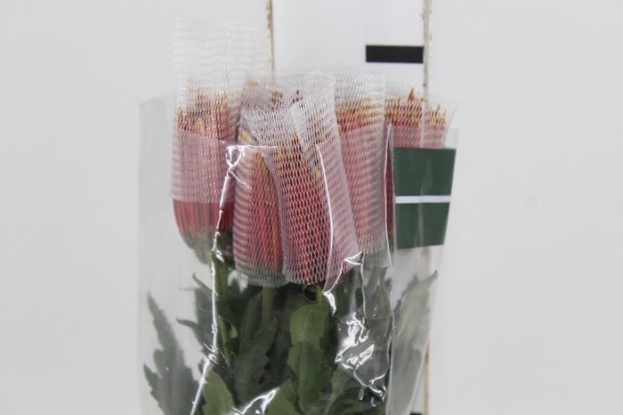 <h4>ANASTASIA CHISPA 080 CM BICOLOR</h4>