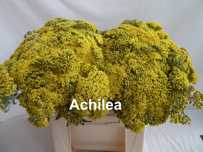 <h4>FREIL ACHILLEA</h4>