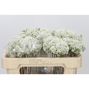 Ozothamnus Booming White