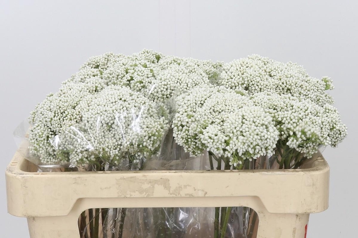 <h4>Ozothamnus Booming White</h4>
