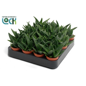 Haworthia Pentagona