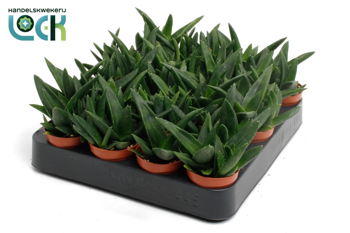 <h4>Haworthia Pentagona</h4>