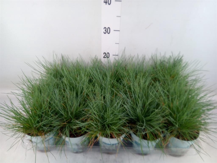 <h4>Festuca glauca 'Compacta Blue'</h4>