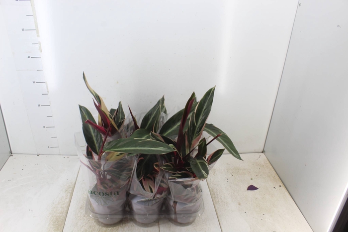 <h4>CALATHEA TRIALSTAR P12</h4>