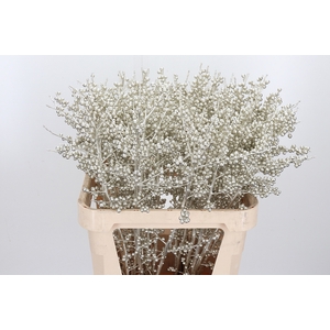 Ilex Kl Bh Platina