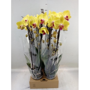 Phalaenopsis  'Elegant Cascade'