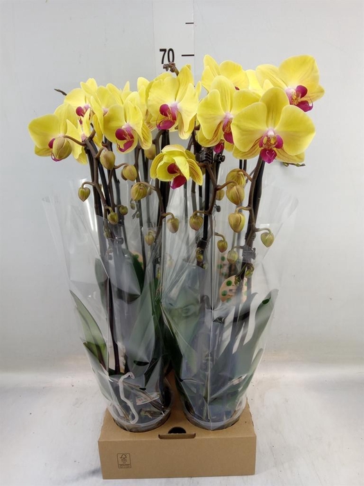 <h4>Phalaenopsis  'Elegant Cascade'</h4>