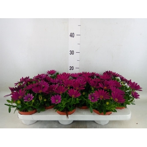 Osteospermum  'Passion Purple'