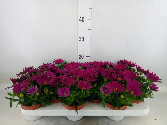 <h4>Osteospermum 'Passion Purple'</h4>