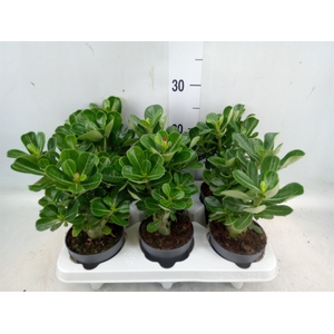 Adenium obesum