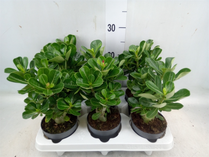 <h4>Adenium obesum</h4>