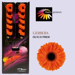 GE GR DUTCH PRIDE Aquabox 96