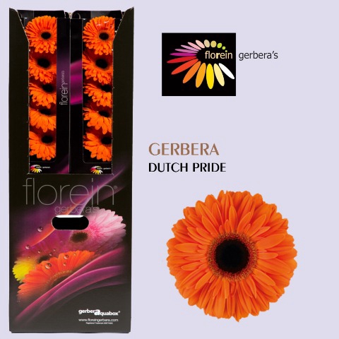 <h4>GE GR DUTCH PRIDE Aquabox 80</h4>