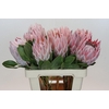 Protea Cynaroides