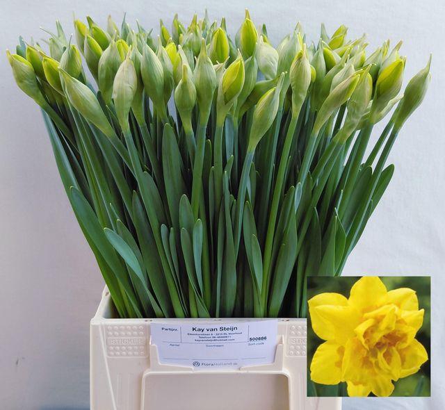 <h4>NARC DU DICK WILDEN</h4>