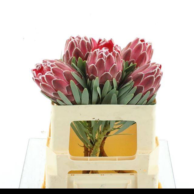 <h4>PROTEA VENUS</h4>