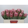 Protea Penny Pink