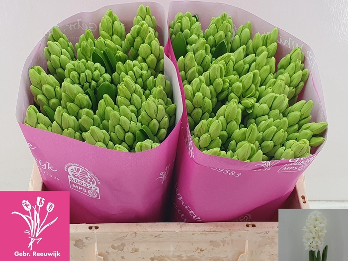 <h4>HYAC TOP WHITE</h4>