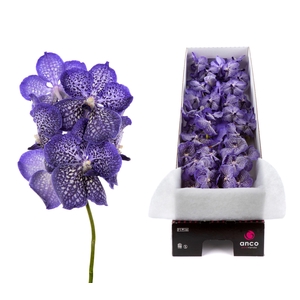 Vanda Sunanda Sapphire