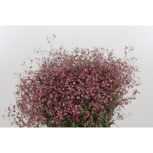 Gypsophila Eleg Roze Bs