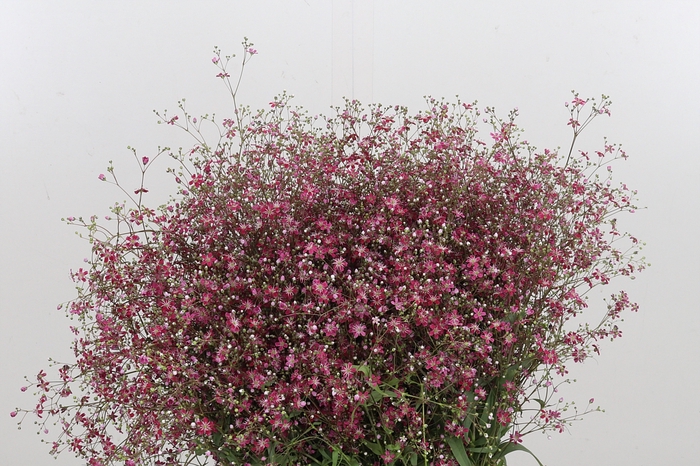 <h4>Gypsophila Eleg Roze Bs</h4>