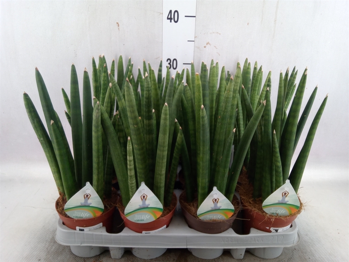 <h4>Sansevieria cyl.  ...</h4>