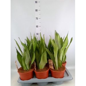 Sansevieria trifa. 'Moonshine'