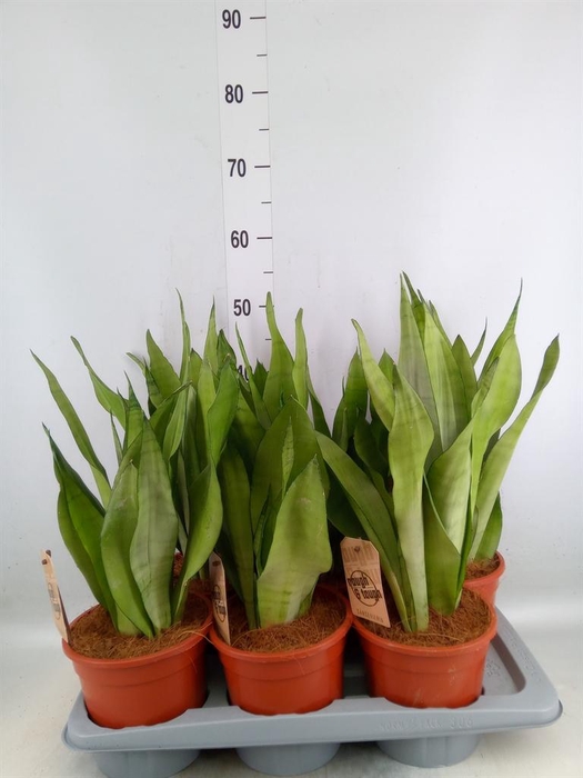 <h4>Sansevieria trifa. 'Moonshine'</h4>
