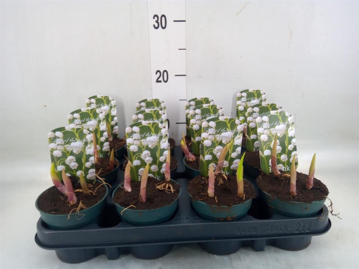 <h4>Convallaria majalis</h4>