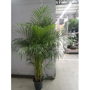 Dypsis lutescens   ...Chrysalidoca