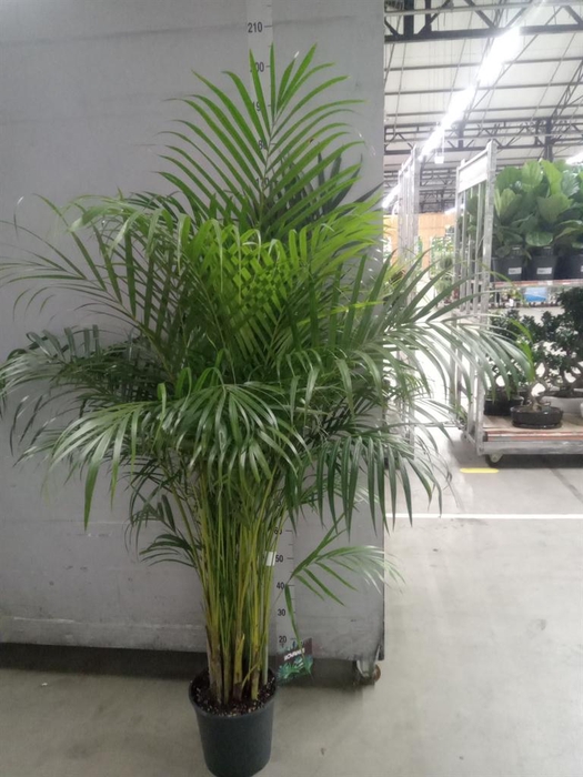 <h4>Dypsis lutescens   ...Chrysalidoca</h4>