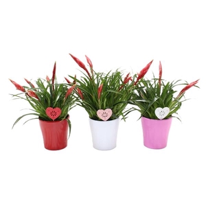 Vriesea Multiflora type mélangé 2 espèces