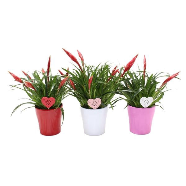 <h4>Vriesea Multiflora type mélangé 2 espèces</h4>